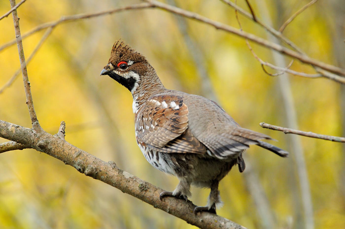 Рябчик. Секреты осенней фотоохоты