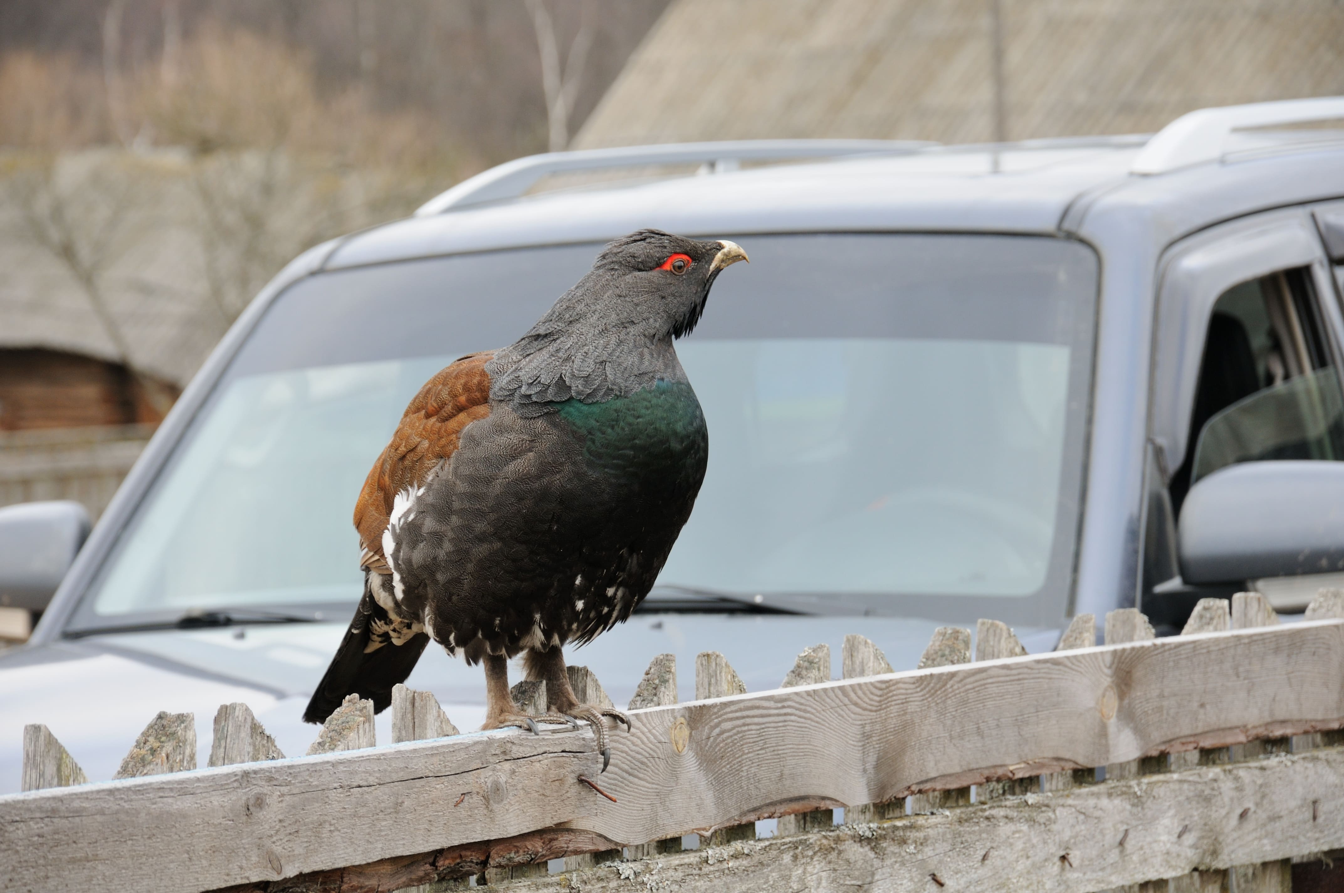Бесстрашный глухарь. Необычная встреча