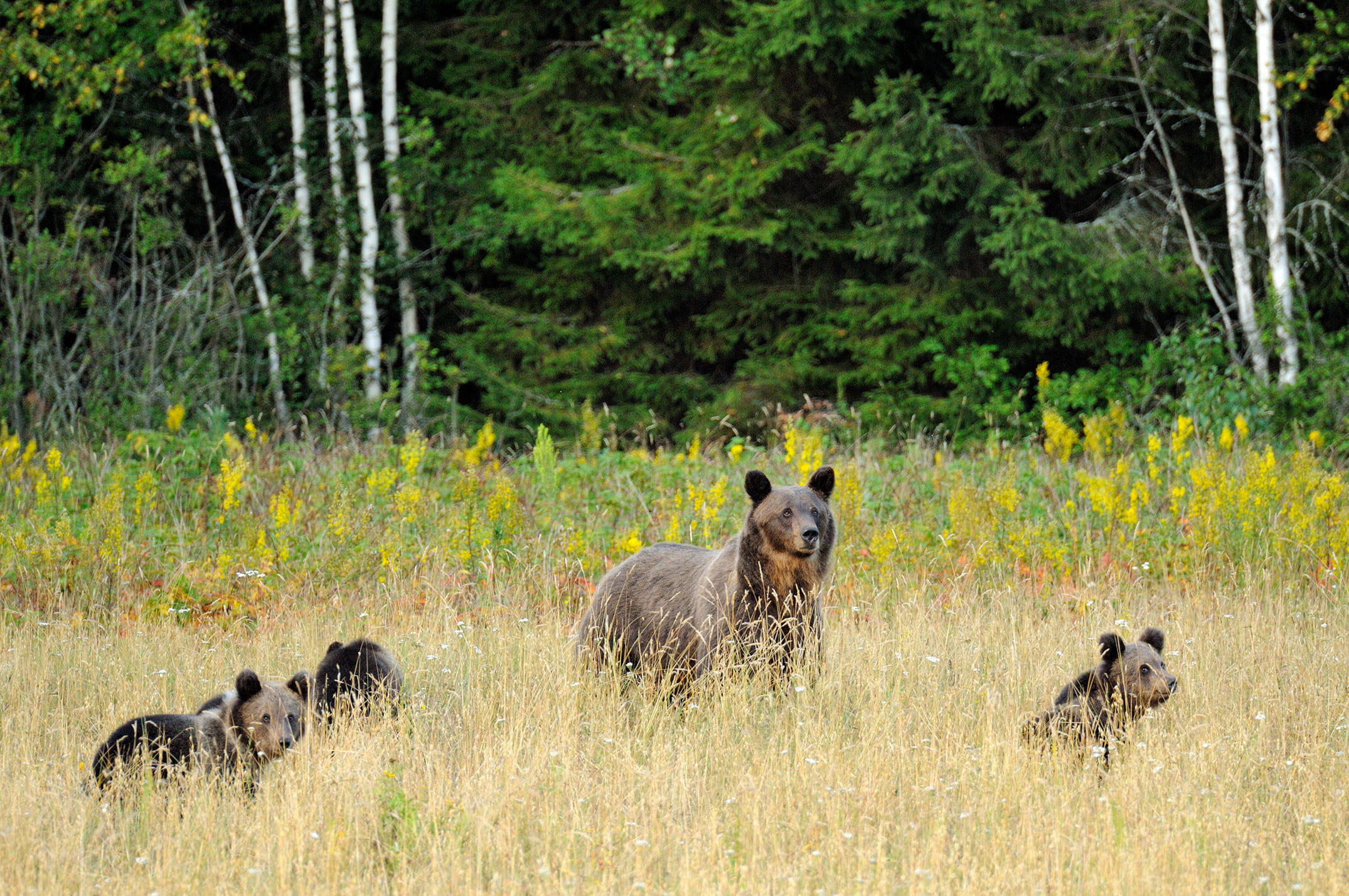 Дружная семейка бурых медведей