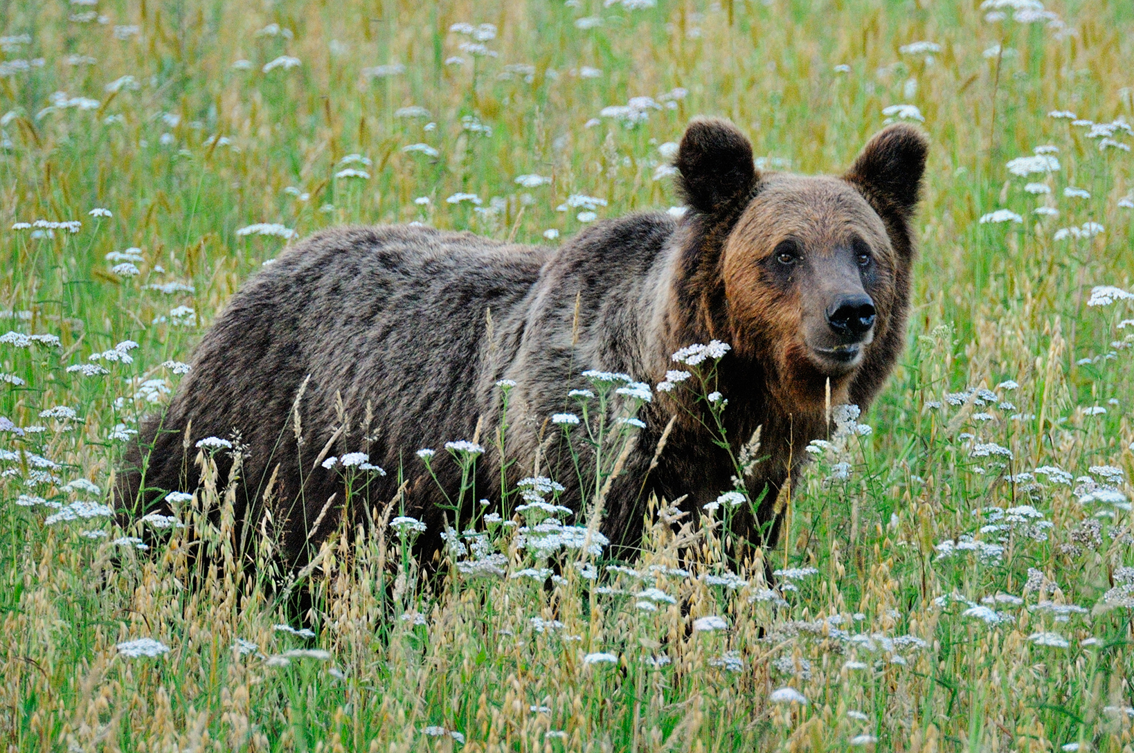 Дикая природа