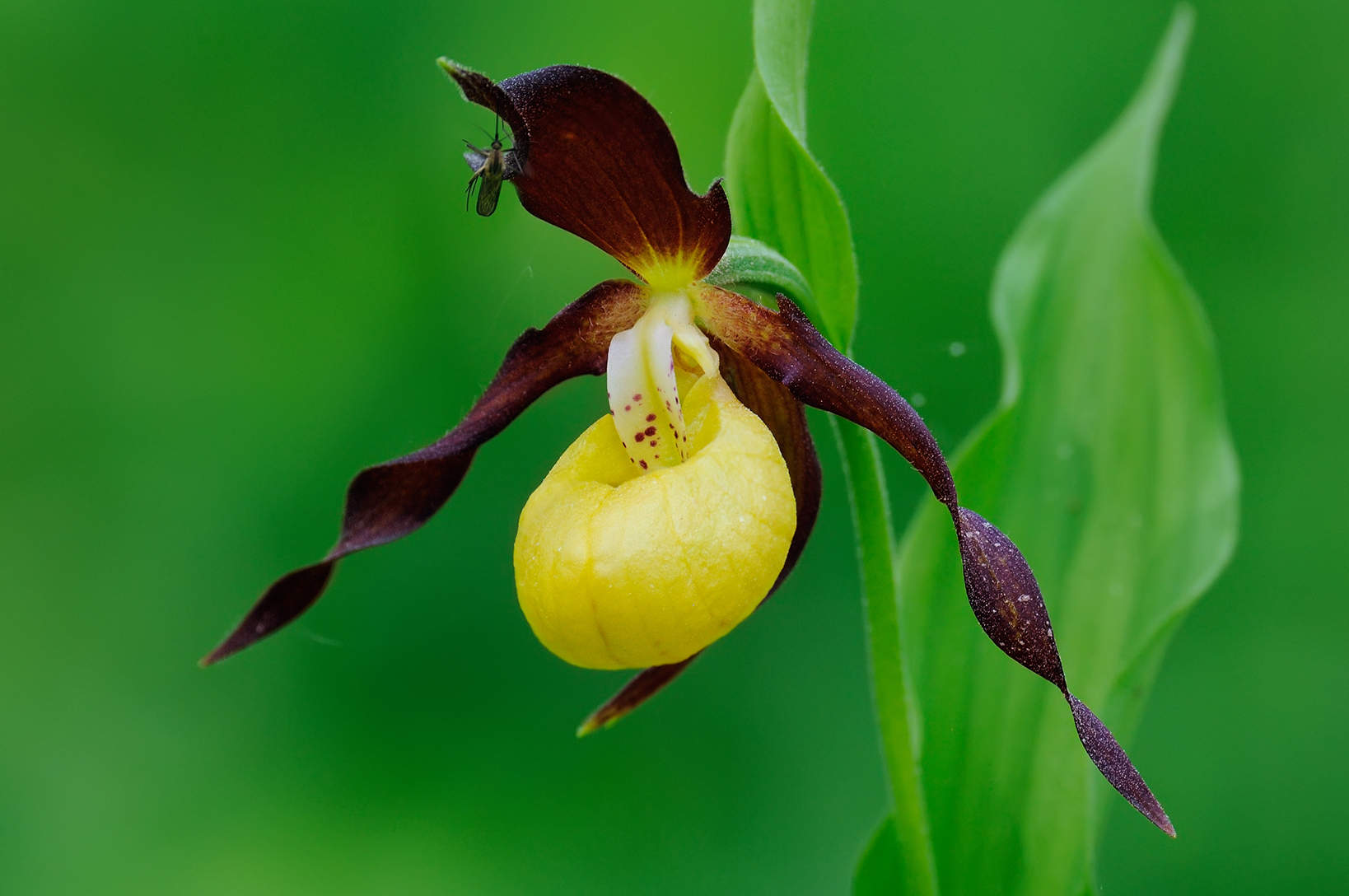 Растения и грибы